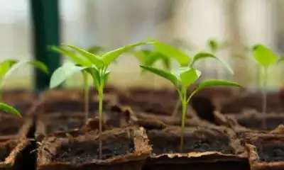 illustration Les semis de piments / poivrons