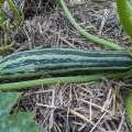 Courgette Cocozelle de Tripolis