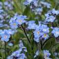 Myosotis des Alpes