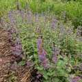Nepeta de Mussin