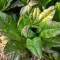laitue devil's ear