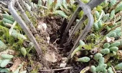 illustration Multiplier les plantes par division de touffe