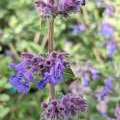 Nepeta mussinii