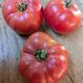 Tomate Ukrainian Size Pink