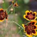 Cosmidium Brunette