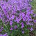 Julienne des dames une plante qui attire les papillons.