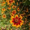 Cosmidium Brunette