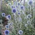 echinops ritro