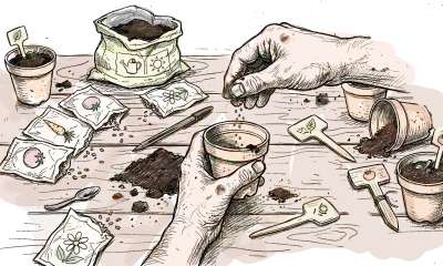 illustration Comment réussir ses semis