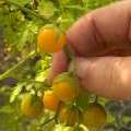 Yellow Currant