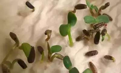 illustration Des graines qui germent bien !