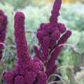 amarante plante graines