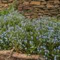 Myosotis