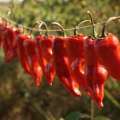Piments d'Espelette au séchage
