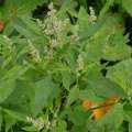 Chenopodium Album