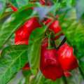 Piment Habanero rouge