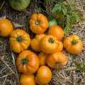 Tomate "Dr Wytche's Yellow", un bon gros fruit