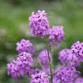 hesperis matronalis
