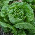 Laitue Landis Winter