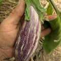 Aubergine Tsakoniki