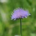 Scabiosa colombaria