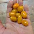 Tomate Yellow Dates