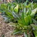 laitue romaine Oreilles du diable