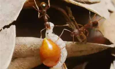 illustration Des Graines et des Animaux