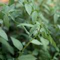 Le Corchorus olitorius, aussi appelé jute rouge