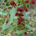 épinard fraise