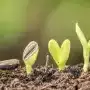 La levée de dormance