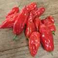 Habanero rouge