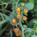 Tomates Yellow Currant