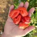 Une belle poignée de piments Habanero rouge