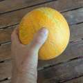 Melon Tavritcheski