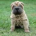 sharpei