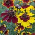 Coreopsis des teinturiers