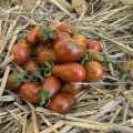 Tomate "Poire Chocolat", une une variété idéale pour mettre de la (…)