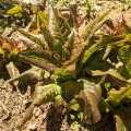 laitue romaine Devil's ear