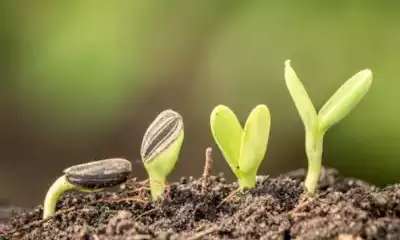 illustration La levée de dormance, c'est quoi ?