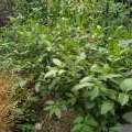 La plante à Jute