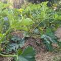Cocozelle de Tripolis "courgette bio"