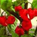 Habanero piments bio