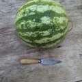 pastèque crimson sweet