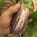 Aubergine Tsakoniki au potager