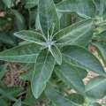 ashwagandha la plante aux vertus incroyables