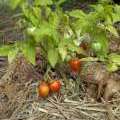 Tomate "Tigerette Cherry", une plante naine pour la culture en pot
