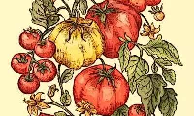 illustration Comment créer une variété de tomate