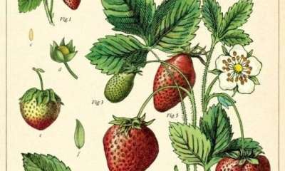illustration Le fraisier... comment le multiplier