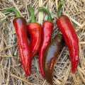 un tas de piments d'Espelette